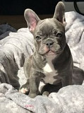 Home raised Blue French bulldog puppies available now. Melbourne