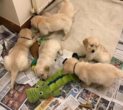 REG Registered Golden Retriever puppies For Sale. Melbourne