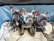 french bulldog puppies for adoption Melbourne