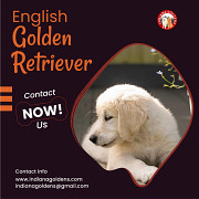 English Golden Retriever - Purebred, Healthy Bloodlines Indiana Bedford