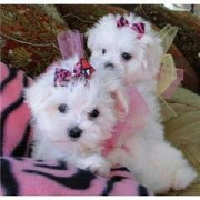 Two Teacup Maltese Puppies Needs a New Family Toronto