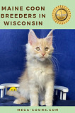 Maine Coon Breeders in Wisconsin: Trusted Source for Purebreds Milton