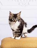 Kittens For Sale in Wisconsin: Lovable Gentle Giants Await Milton