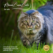 Maine Coon for Sale: Lovely and Lively Family Cats Milton Keynes