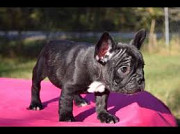 French Bulldog puppies ready for adoption Madison