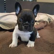 French Bulldog puppies ready for adoption Madison