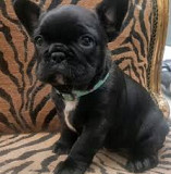 French Bulldog puppies ready for adoption Madison