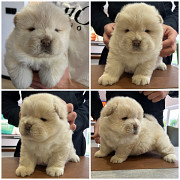 little chunky Chow Chow puppies Salem