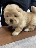 little chunky Chow Chow puppies Salem