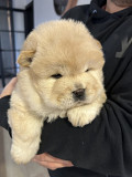 little chunky Chow Chow puppies Salem