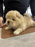 little chunky Chow Chow puppies Salem