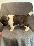 American Akita Puppies Lansing