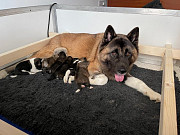 American Akita Puppies Lansing