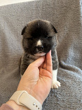 American Akita Puppies Lansing