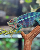 Captive bred, hand raised panther chameleons as well as other locales Kuwait City