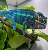 Captive bred, hand raised panther chameleons as well as other locales Kuwait City