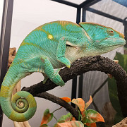 Captive bred, hand raised panther chameleons as well as other locales Kuwait City