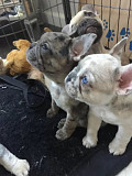 Original French Bulldog & bulldog Madison