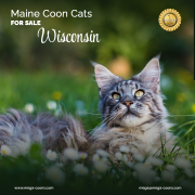 Maine Coon For Sale in Wisconsin- Healthy, Loving, and Playful Companions Wisconsin Rapids