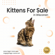 Maine Coon Cats for Sale Wisconsin: Healthy, Affectionate, Home-Raised Kittens Milton