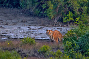 Wonderful Sundarban Tour Package from Kolkata - 2025 Spl Deal Kolkata