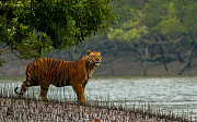 Wonderful Sundarban Tour Package from Kolkata - 2025 Spl Deal Kolkata