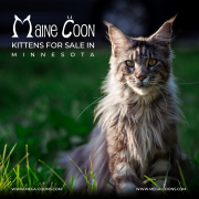 Maine Coon Kittens For Sale In Minnesota - Gentle Giants Await Milton