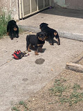 Tibetan mastiff original breed from Missoula