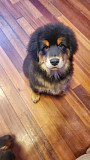 Tibetan mastiff original breed from Missoula