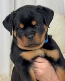 Tibetan mastiff original breed from Missoula