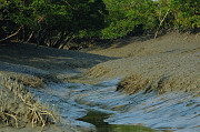 Sundarban Tour Package from Kolkata - 2025 Spl Deal, Book Now! Kolkata