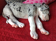 Great dane pupp available from Birmingham