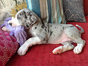 Great dane pupp available from Birmingham