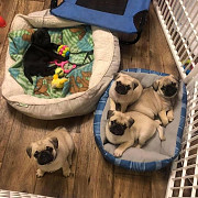 New PUG puppy from original mama from Dothan