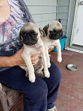 New PUG puppy from original mama from Dothan