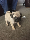 New PUG puppy from original mama from Dothan