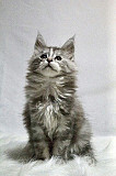 Maine Coon For Sale: Lovely and Lively Companions in Wisconsin Milton