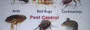 Pest control fumigation from Mombasa