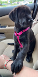 LABRADOR retriever Original breed from Albany