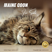 Maine Coon For Sale : Healthy, Loving, and Playful Companions Milton