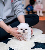 Two Top Class Maltese Puppies Available from New York City