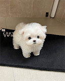 Two Top Class Maltese Puppies Available from New York City