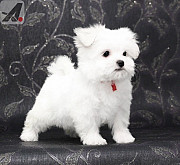 Two Top Class Maltese Puppies Available from New York City