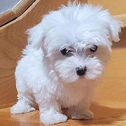 Cutest Adorable Teacup Maltese Puppies Albany