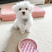 Priceless Pedigree Maltese Puppy Ready For Adoption! Sacramento