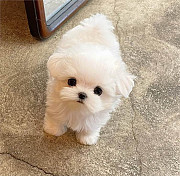 Priceless Pedigree Maltese Puppy Ready For Adoption! Sacramento