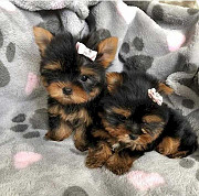 Gorgeous Teacup Yorkie Puppies! from Phoenix