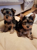 Cute Akc Teacup Yorkie Puppies! Trenton