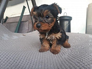 Cute Akc Teacup Yorkie Puppies! Trenton