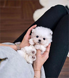 Fantastic White Maltese puppies available from Victoria